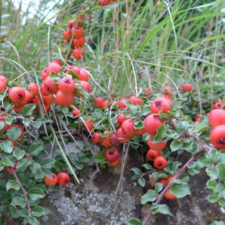 Vogelbeeren