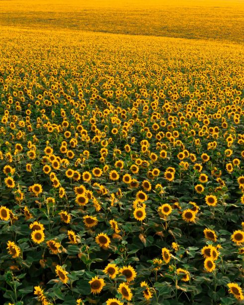 Sonnenblumenfeld, Ukraine