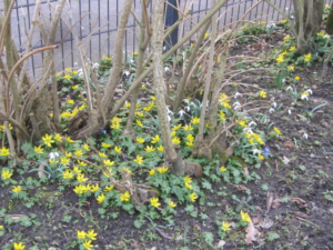 Winterling+Schneeglöckchen im Garten